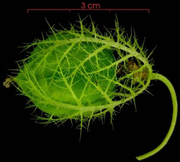 Image right: This image of an unripe passion-fruit flower is one of tens of thousands of images accessible through the Global Plants Initiative online database.