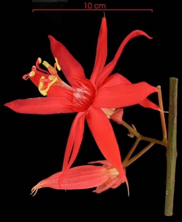 Image left: This image of a passion-fruit flower is one of tens of thousands of images accessible through the Global Plants Initiative online database.