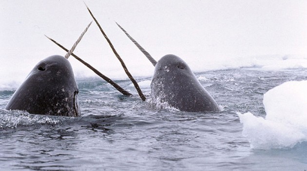 Narwhals breach in open spaces in the Arctic. (Photo by Glenn Williams)