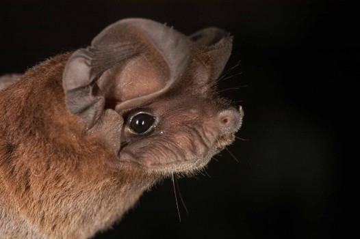 a close-up photo of the face of a tropical bat