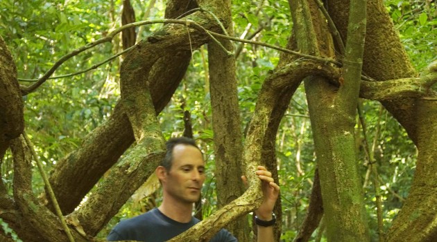 Scientists race to determine why vines are taking over forests in the American tropics