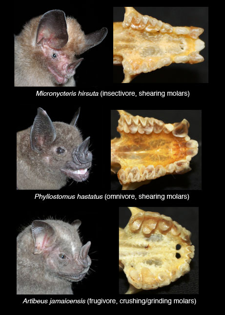 The faces and upper teeth of bats that eat insects (top), fruit (bottom) and a combination of fruit and insects (middle). (Image credit: Sharlene Santana)