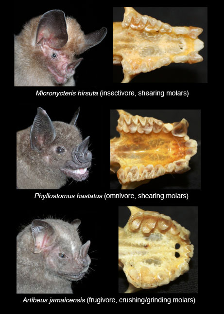 bat teeth