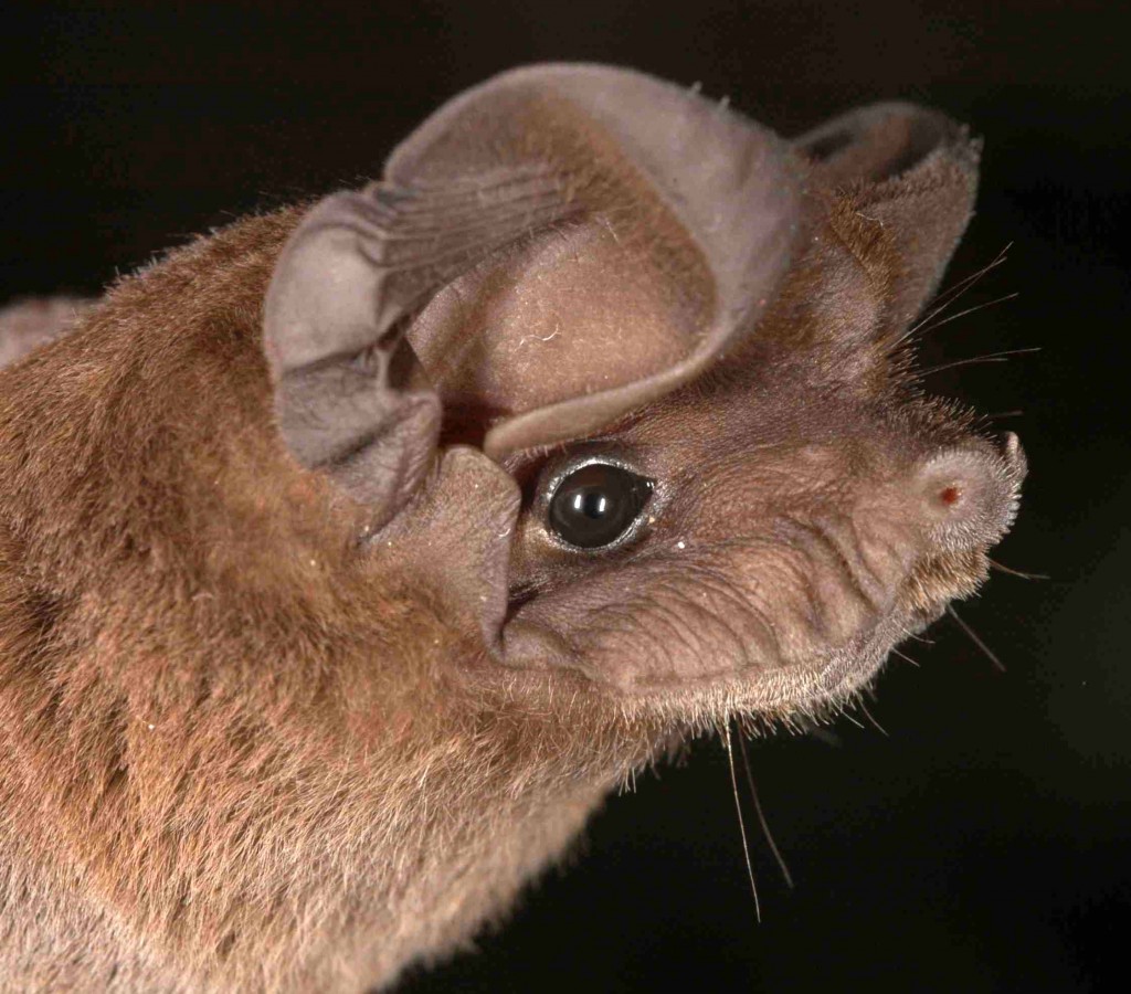 Nyctinomops laticaudatus Molossidae (bat) by Dr. Marco Tschapka, Smithsonian Tropical Research Institute