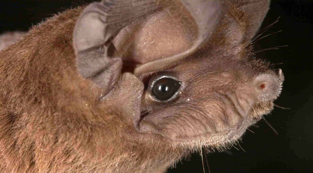 Only large, fast-flying bats can handle life in the big city; small bats can’t adapt