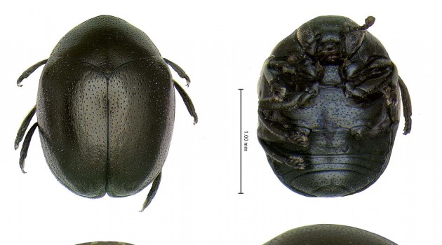 “Billy club” leaf beetle has been hiding in Smithsonian collections since 1959