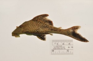 Hypostomus taphorni (a brown spotted fish) from Guyana