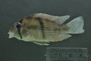 Guianacara cuyunii, a fish from Guyana