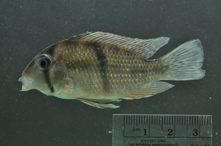 National Fish Of Guyana