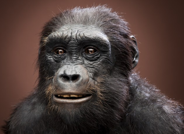 Artist recreation of Sahelanthropus tchadensis by artist John Gurche, Trumansburg, NY. This species lived sometime between 7 and 6 million years ago in West-Central Africa (Chad). (Photo by Don Hurlbert)