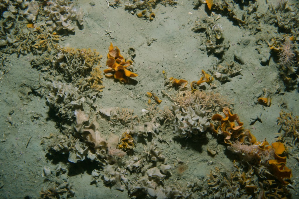 Image right: Bryozoan assemblages on the Ross Sea seabed.  (Courtesy National Institute of Water and Atmospheric sciences, New Zealand)