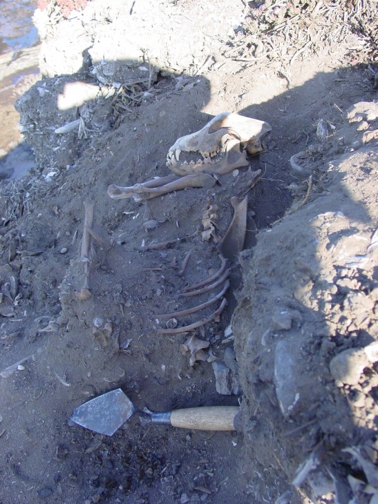 SRI-2 dog burial exposed on Santa Rosa Island, California. Research by Torben Rick, National Museum of Natural History anthropologist