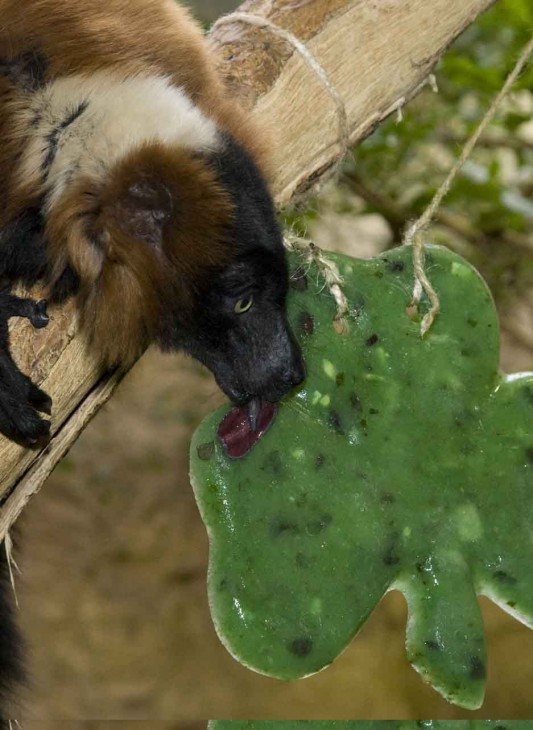 The National Zoological Park’s 23-year-old male red-ruffed lemur, Joven, enjoys a tasty St. Patrick’s Day frozen treat made of apples, pears, cucumbers, honeydew and diluted fruit juice. This frozen “treat” is a healthy supplement to his diet and provides a boost for his active and social lifestyle—no blarney! (Photo by Mehgan Murphy)