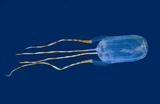 Box Jellyfish