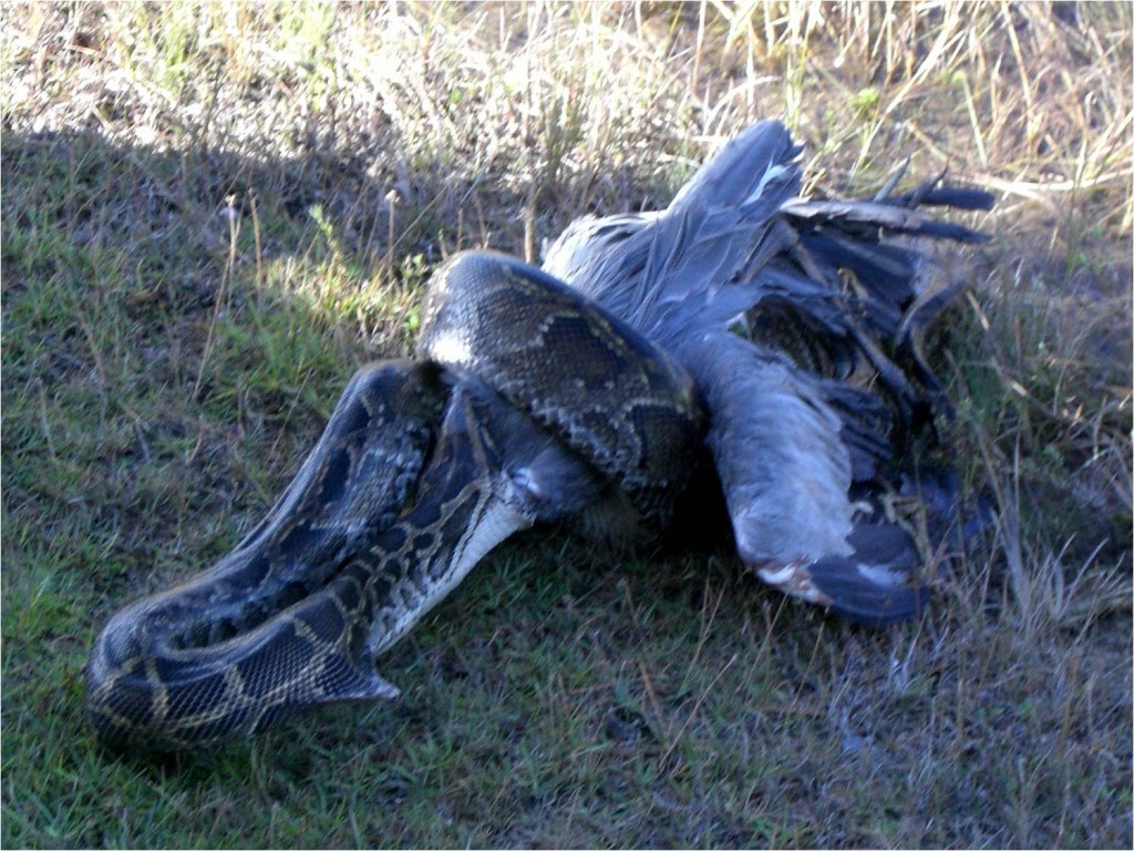 a snake curled around a blue heron begins to swallow it