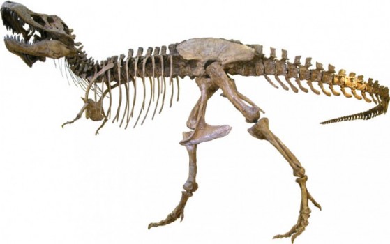 The cast of a Tyrannosaurus rex on display in UC Berkeley's Valley Life Sciences Building. The original fossil skeleton from Montana's Hell Creek Formation is in the Museum of the Rockies in Bozeman, Mont. (Randy Irmis)