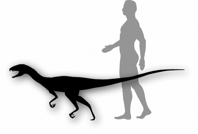 Daemonosaurus chauliodus, the new species of dinosaur discovered at Ghost Ranch, N.M. is estimated to have been similar in size to a tall dog.