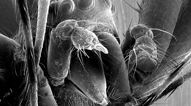 This scanning electron microscope image of a eunuch N. malabarensis showing its head with eyes and mouthparts, with the two broken stumps of its pedipalps. (Photo courtesy Matjaž Kuntner)