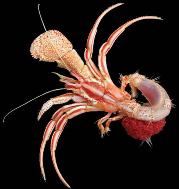 Slideshow Species Discovered By Smithsonian Researchers The Past Decade Smithsonian Insider 7756