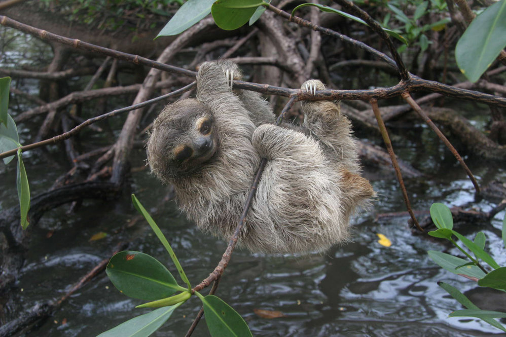 Двупалый ленивец 4 буквы. Bradypus pygmaeus. Бурогорлый Ленивец. Ленивцы в Панаме. Карликовые ленивцы остров.