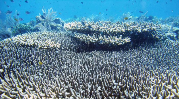 Smithsonian Conservation Biology Institute to help create frozen repository of sperm and embryonic cells for Great Barrier Reef corals