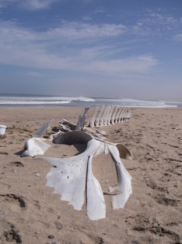 A rorqual whale skeleton lies along the shoreline of northern Namibia. (Photo by Lisa Levin, Scripps Institution of Oceanography.)