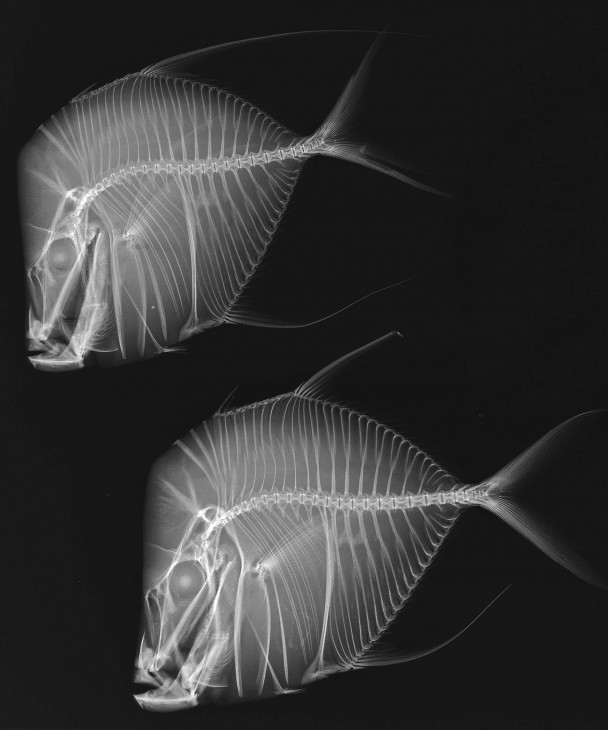 Lookdown fish (Selene vomer) specimens in an x-ray exposurefrom “X-ray Vision: Fish Inside Out,” an exhibition from the Smithsonian’s National Museum of Natural History and the Smithsonian Institution Traveling Exhibition Service (SITES).
