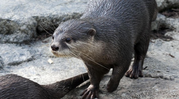 Asian small clawed otters Mac is settling into his new exhibit at the National Zoo (Photos by Mehgan Murphy)