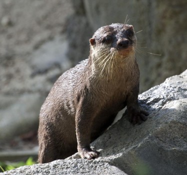 Smithsonian Insider – 20110516-068MM(Smidge) The National Zoo has ...