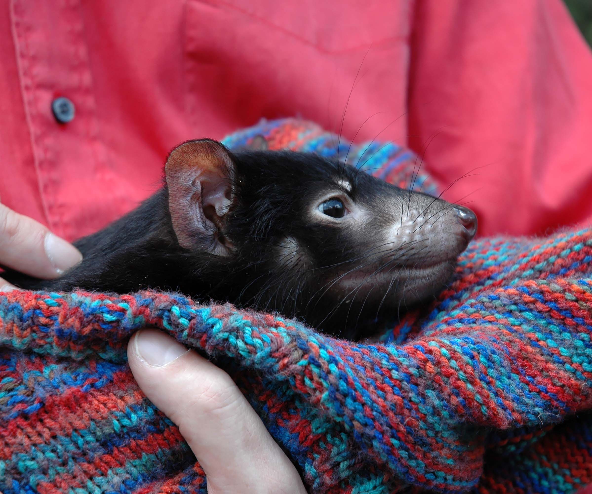 Genomes could help save Tasmanian devils