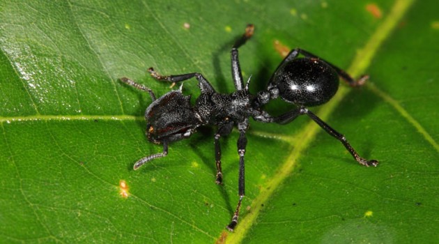 Sweet life: tropical plants attract ants with sugary nectar