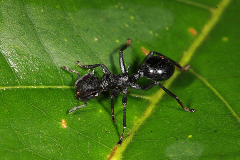 Sweet life tropical plants attract ants with sugary