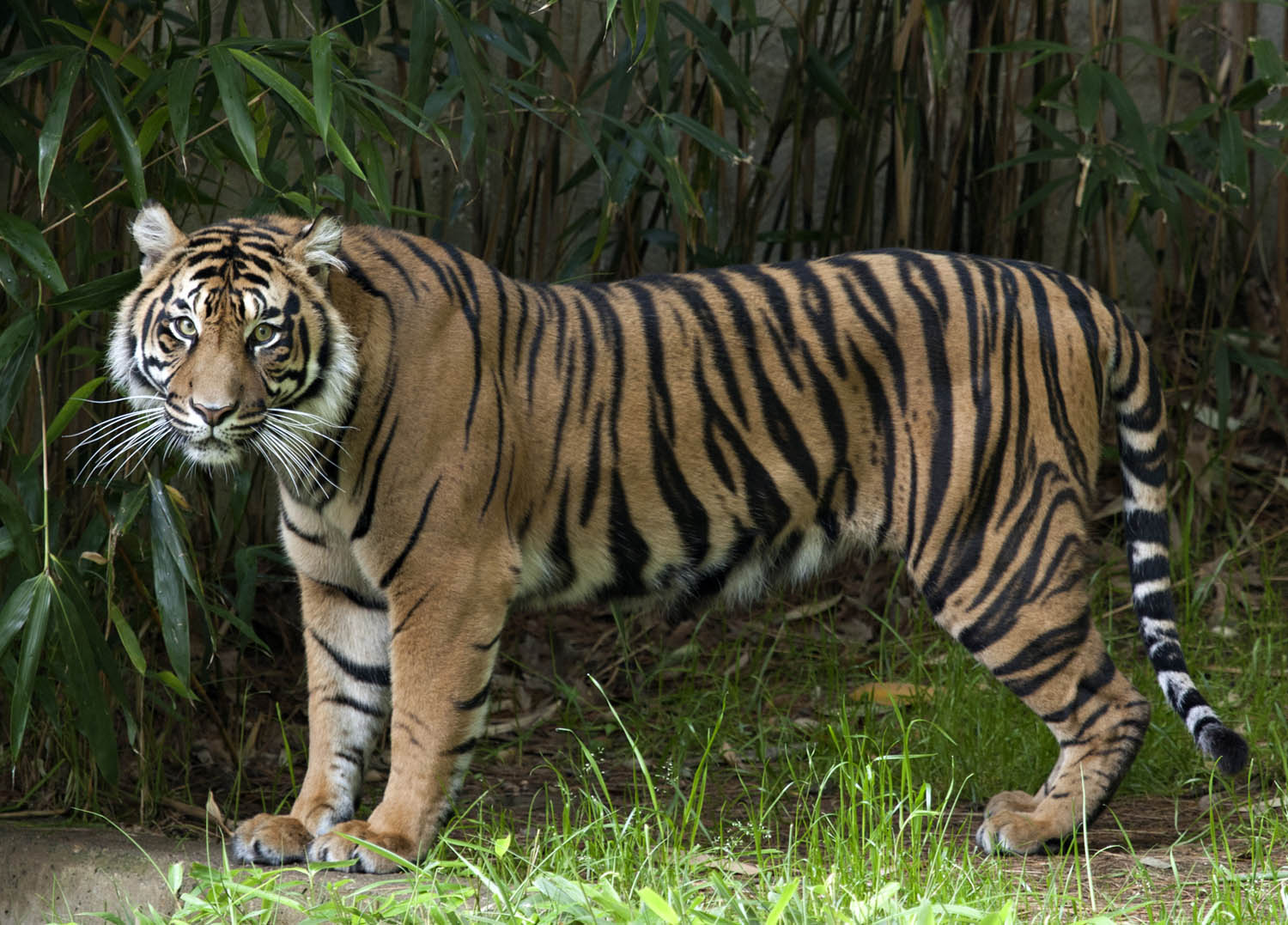 Damai A Two And A Half Year Old Female Sumatran Tiger Makes Her Debut