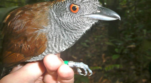 “Extinct” birds reappear in rainforest fragments in Brazil