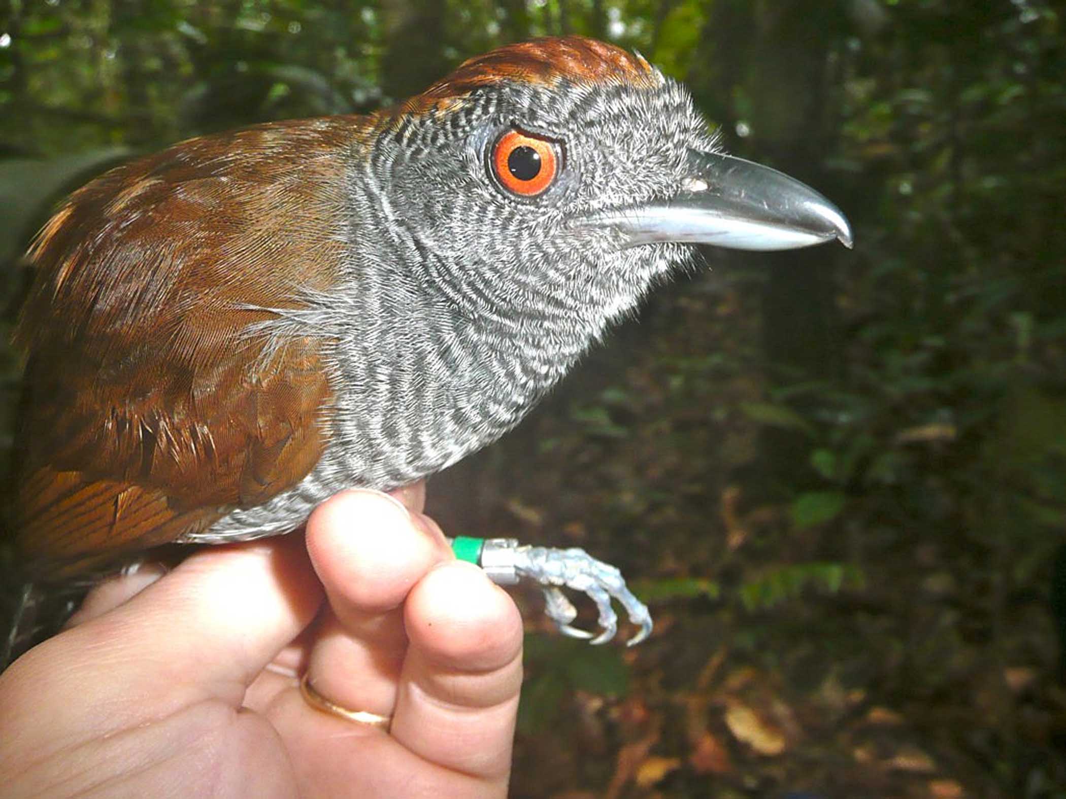  Extinct birds reappear in rainforest fragments in Brazil 