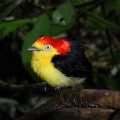 Male wire-tailed manakin displays his striking plumage against the dense rainforest understory. Credit: Brandt Ryder