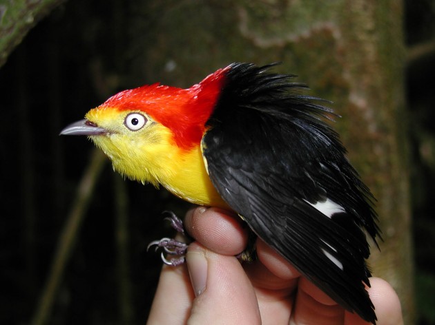 Male wire-tailed manakin