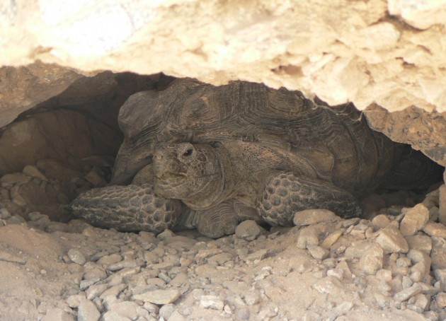 Image right: An Agassiz's desert tortoise hides in a burrow; a radio transmitter is attached to its shell as part of a USGS study. (Photo by Steven Schwarzbach, USGS)