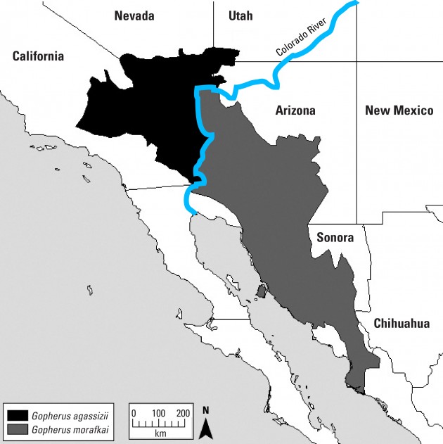 Image left: This map shows the range of both the Morafka’s desert tortoise (Gopherus morafkai), gray area lower right, and the Agassiz’s desert tortoise (Gopherus agassizii), black area upper left. (Map courtesy USGS)