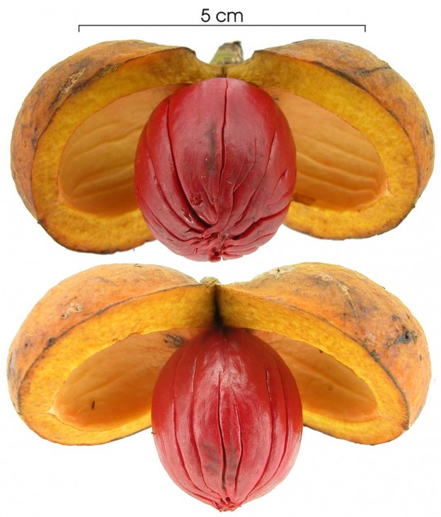 Image right: Seed and pod of the common nutmeg. (Photo by Steven Paton)
