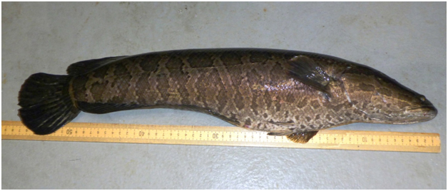 Meet the Snakehead: A Fish That Can “Walk” On Land Smithsonian's National  Zoo and Conservation Biology Institute, walking snakehead fish