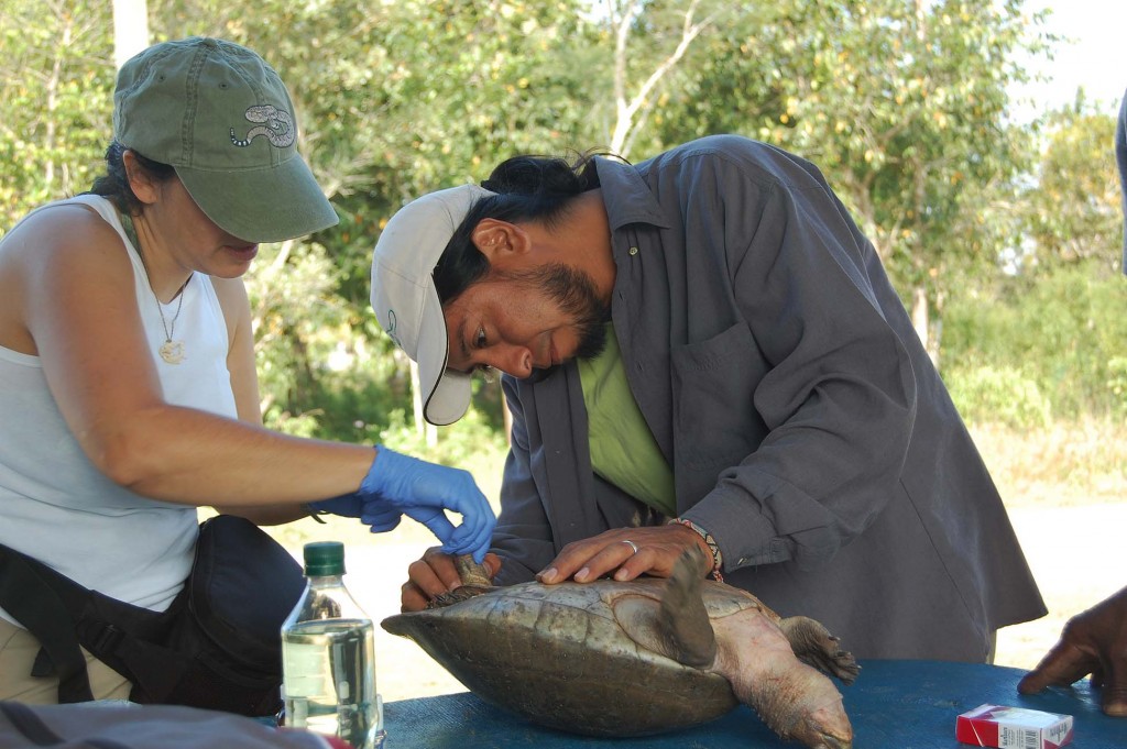 Image right: Researchers Gracia González-Porter (left) and Rene Calderon take a tiny tissue sample from between two of the rear toes of a Central American river turtle from the Belize River.