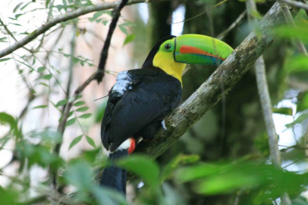 Image left: A wild toucan in the rainforest at Gamboa, wearing a backpack containing a GPS transmitter and accelerometer. (Photo courtesy Roland Kays)