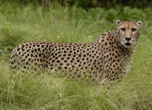 Zazi, the National Zoo's female cheetah Zazi