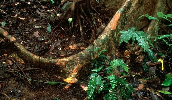 Increased tropical forest growth may result in release of stored carbon in the soil