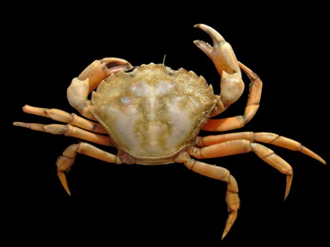 Smithsonian Insider – Carcinus_maenas | Smithsonian Insider