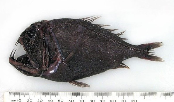 Anoplogaster cornuta or fangtooth