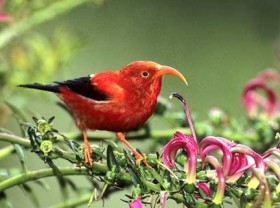 Smithsonian Insider – Complete Evolutionary Tree Of The Hawaiian ...