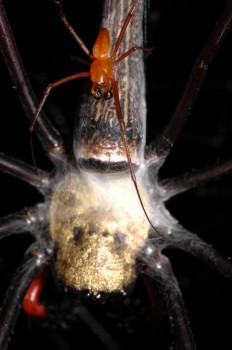 Male "Nephila pilipes" spider (a tropical orb web spider) performaing doing mate binding behavior on the back of a much-larger female