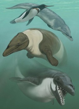 Smithsonian Insider – Ancient whales | Smithsonian Insider